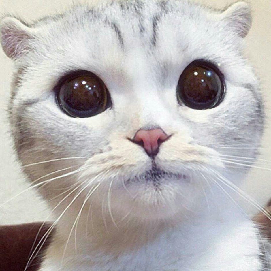 Пучеглазая кошка