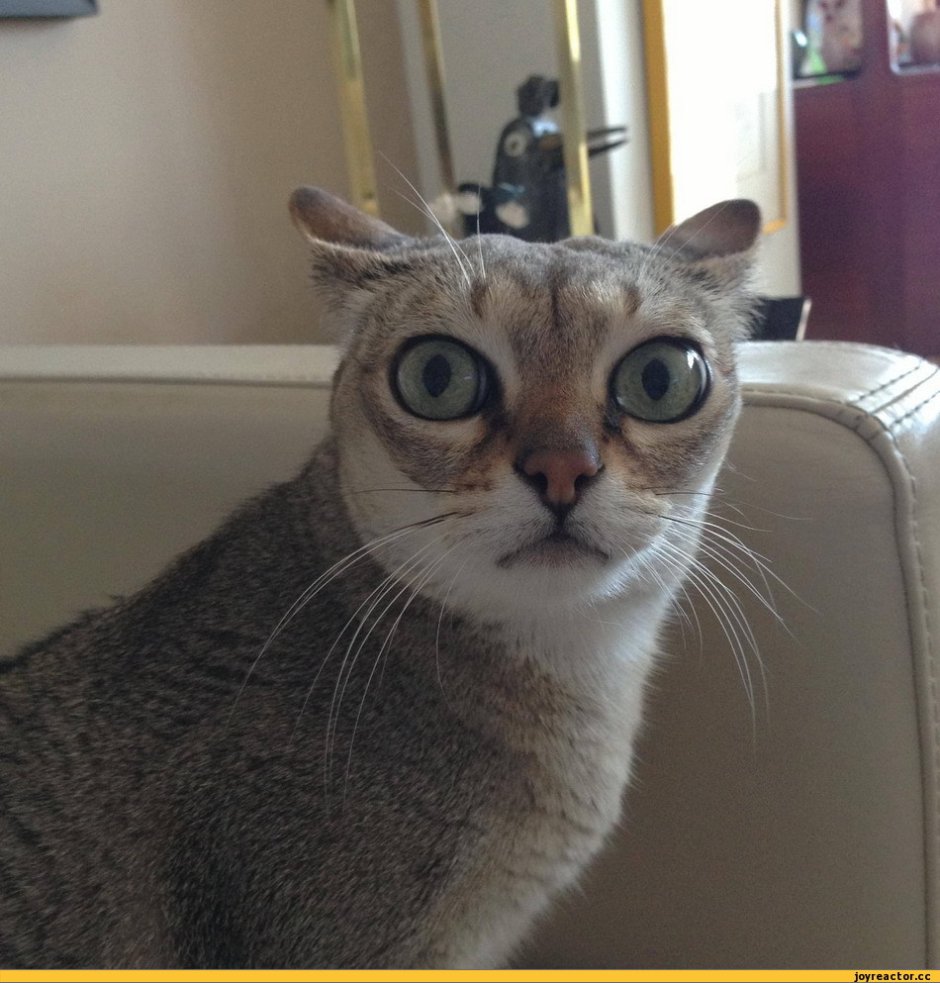 Недовольные морды котов