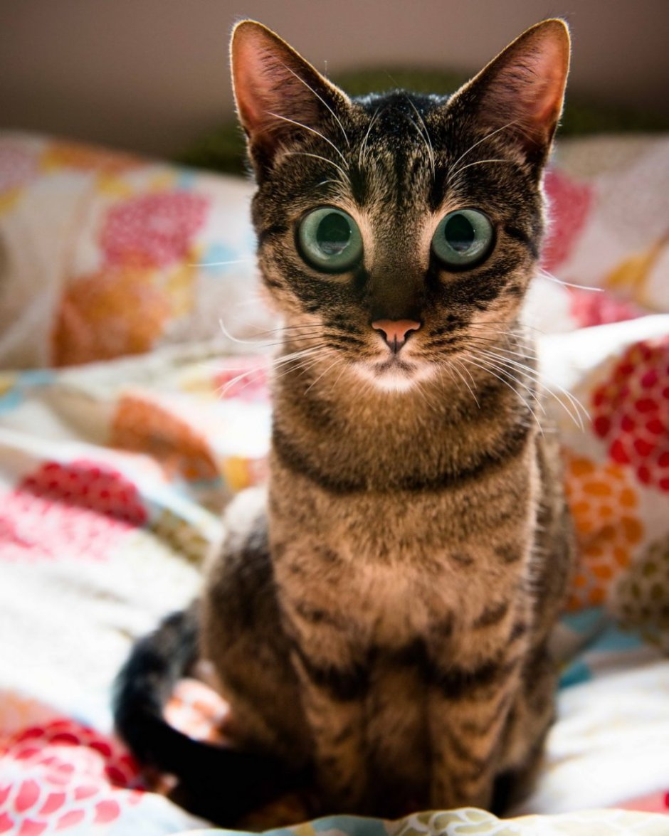 Мемы с котятами