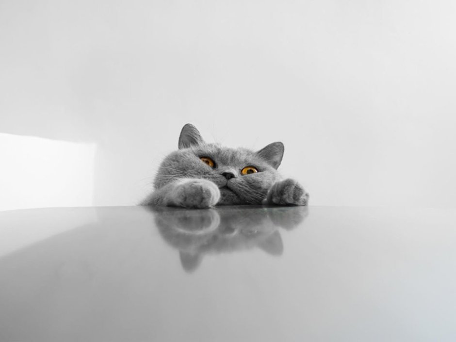 Кот на сером фоне