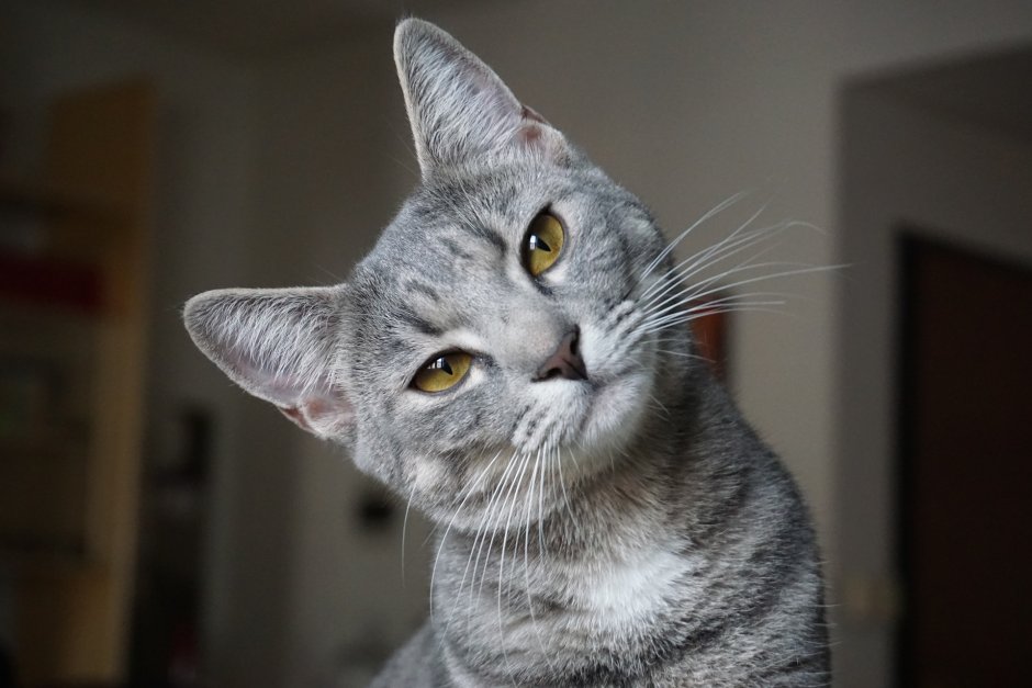 Светло серая кошка