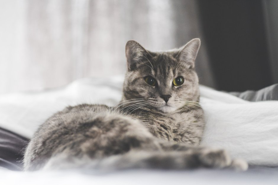 Кошка лежит