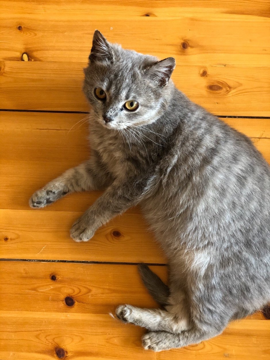Серый домашний кот