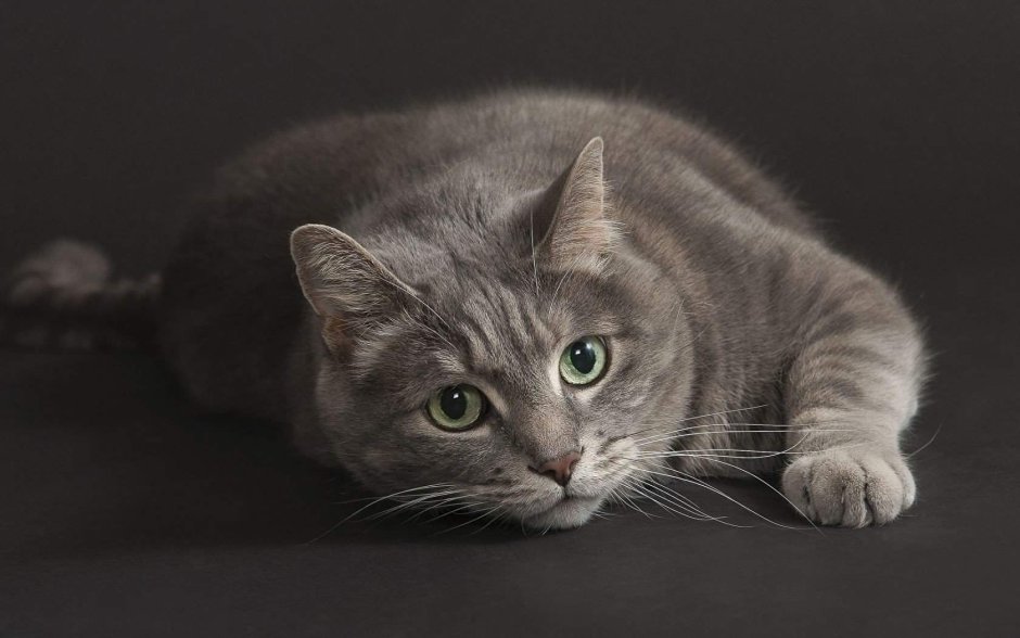 Анатолийская кошка серая