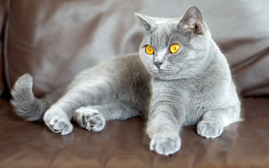 Британский короткошерстный кот серый