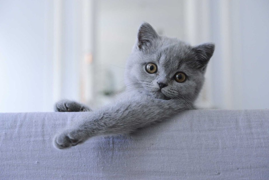Британская кошка короткошерстная серая