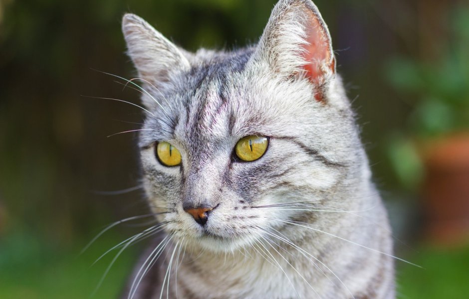 Кошка серая