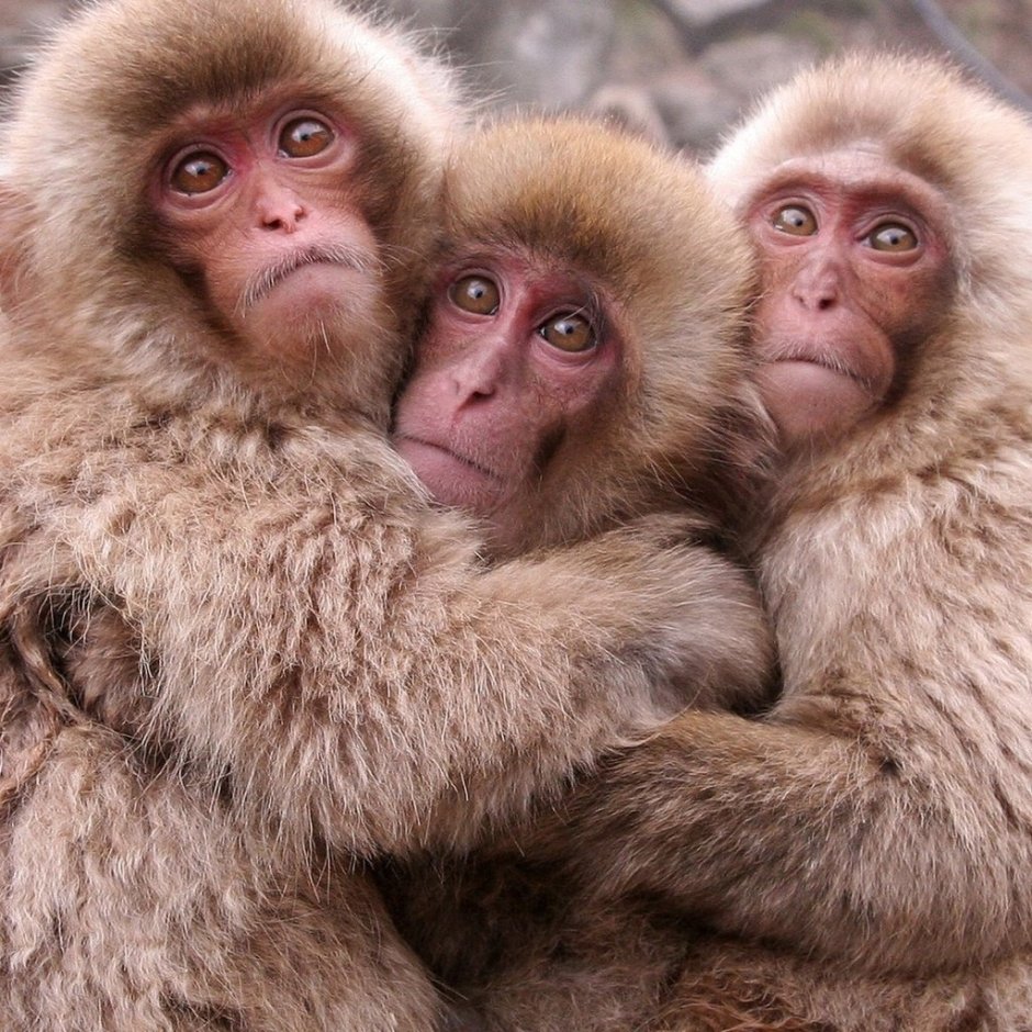 Драка шимпанзе