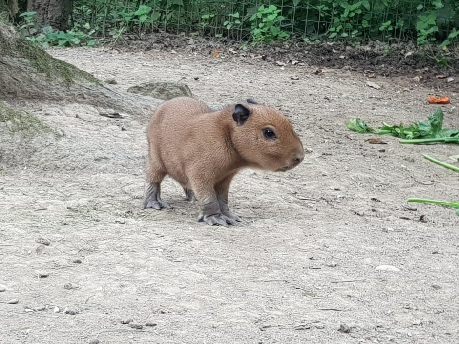 Лысые капибары