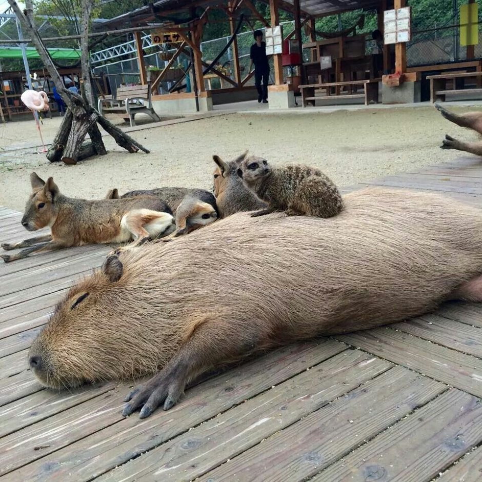 Капибара спит