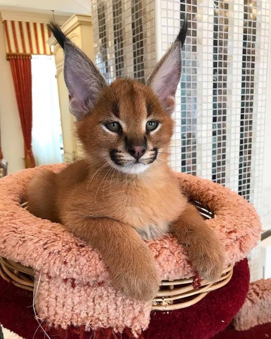 Саванна Ашера кошка