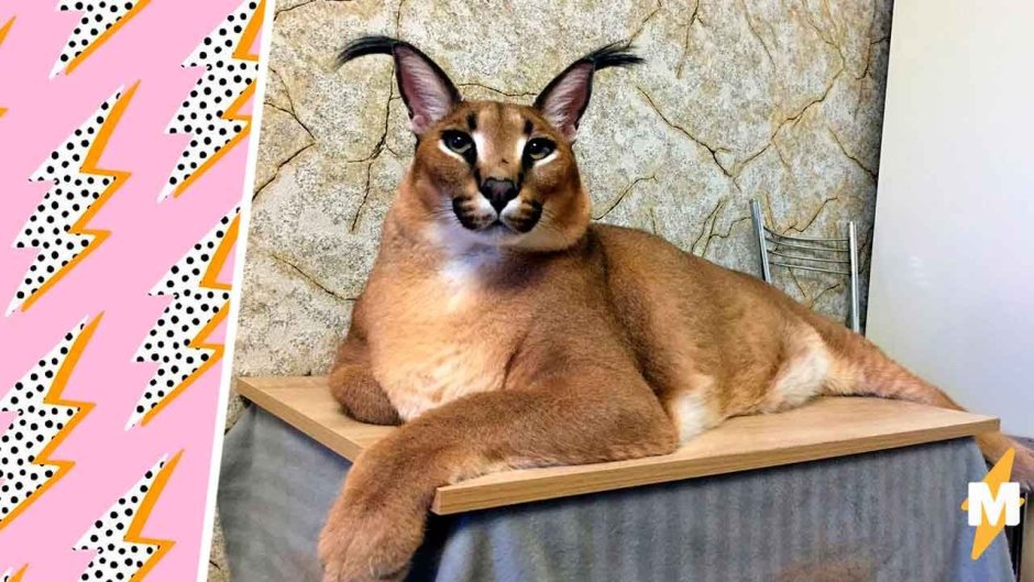 Гибрид каракала и кошки
