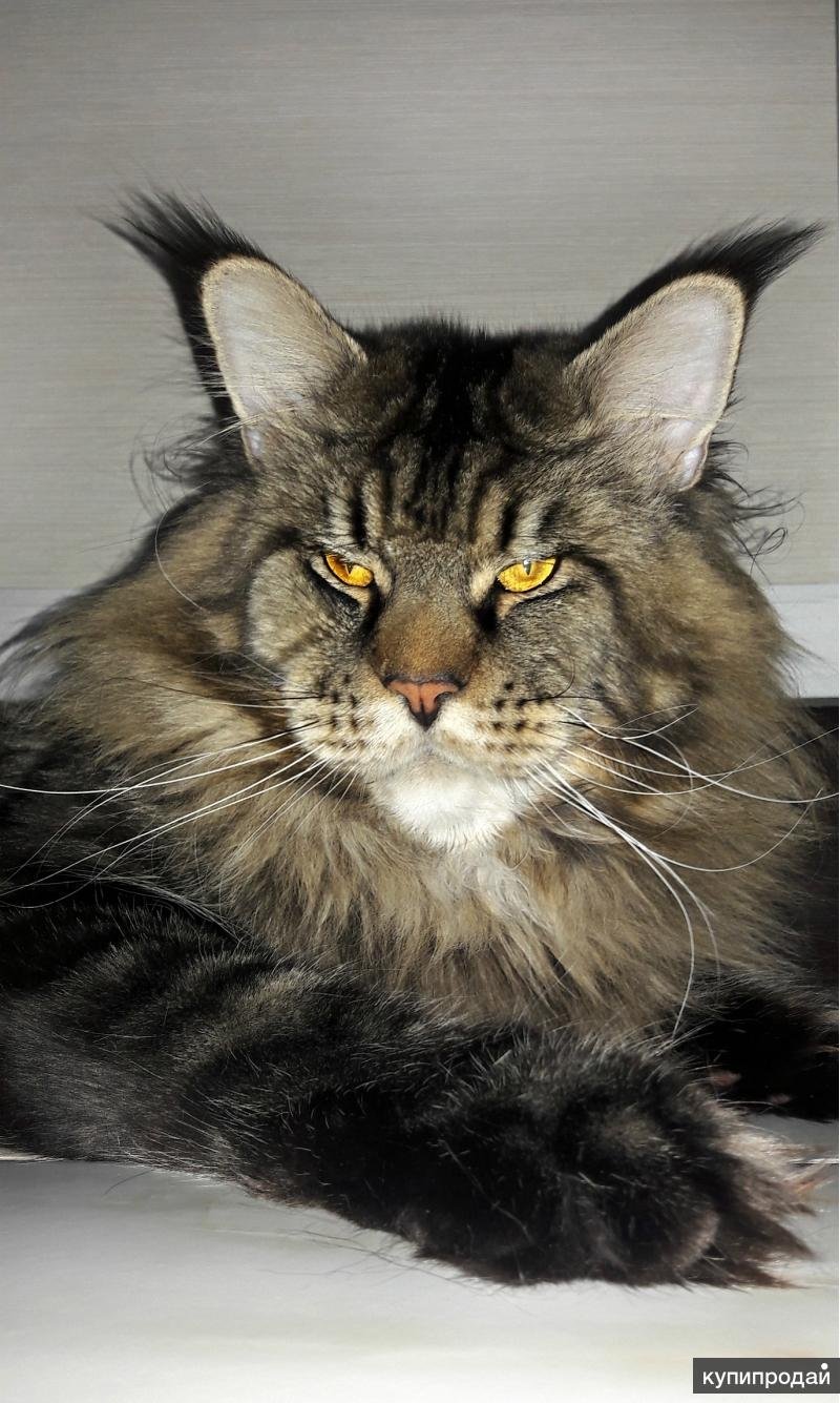 Камышовый Мейн кун