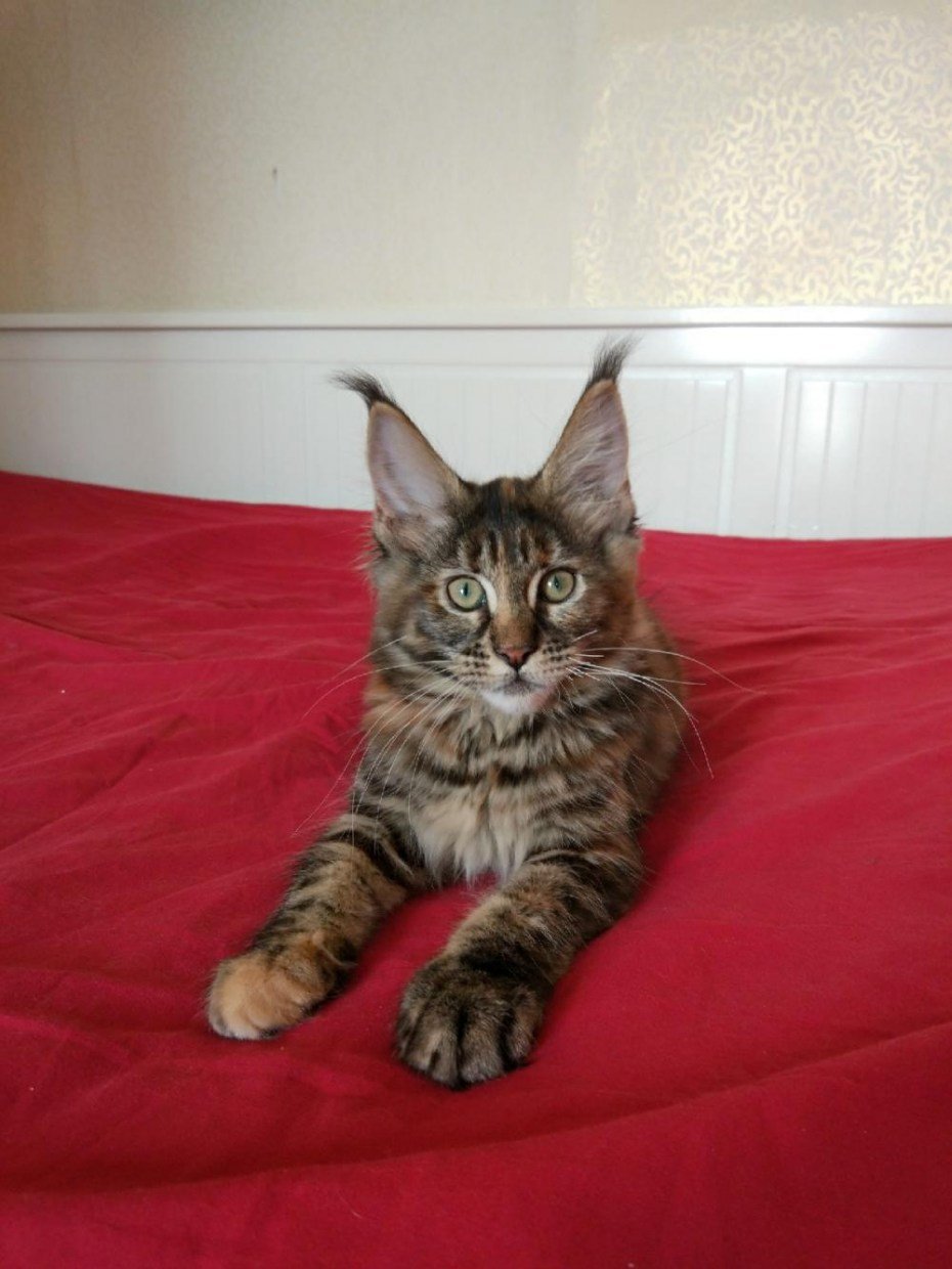 N22 окрас Мейн куна