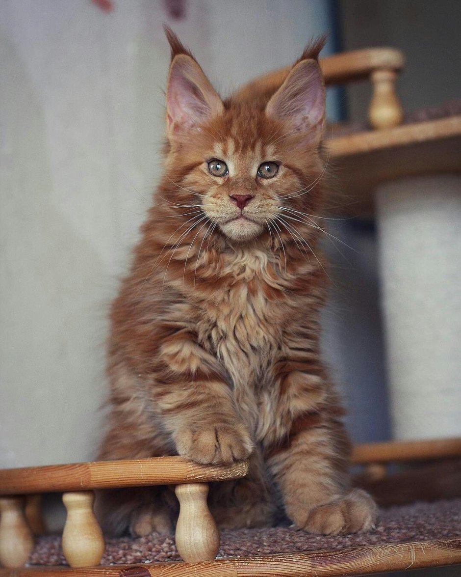 Мейн кун Олешко