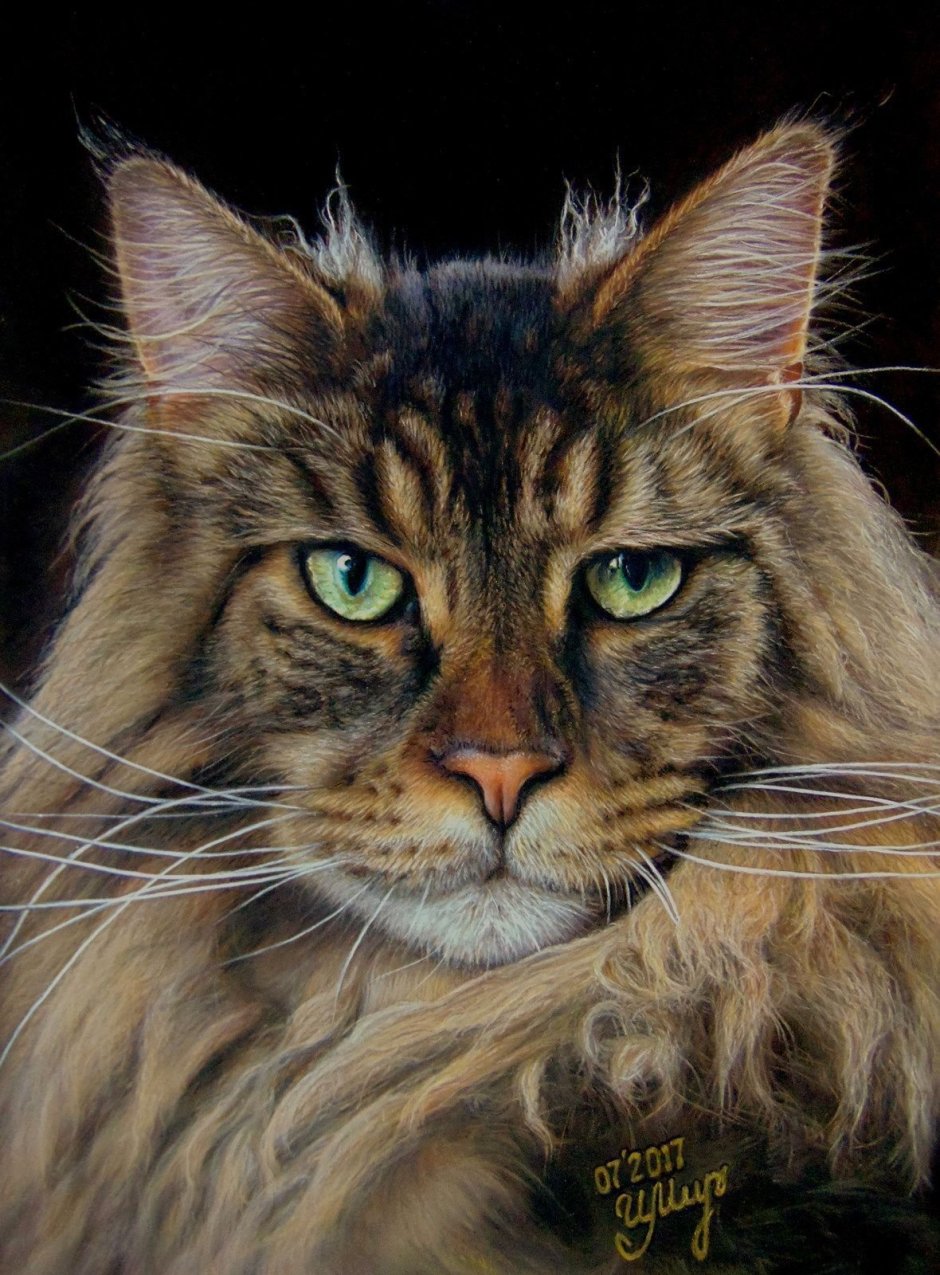 Камышовый мэйкун