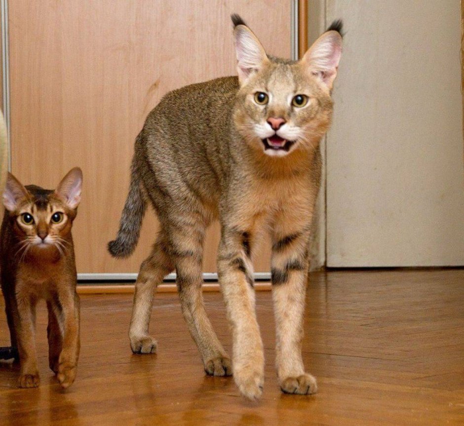 Норвежский рыболов кот