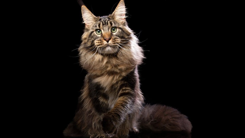 Мейн кун рекс