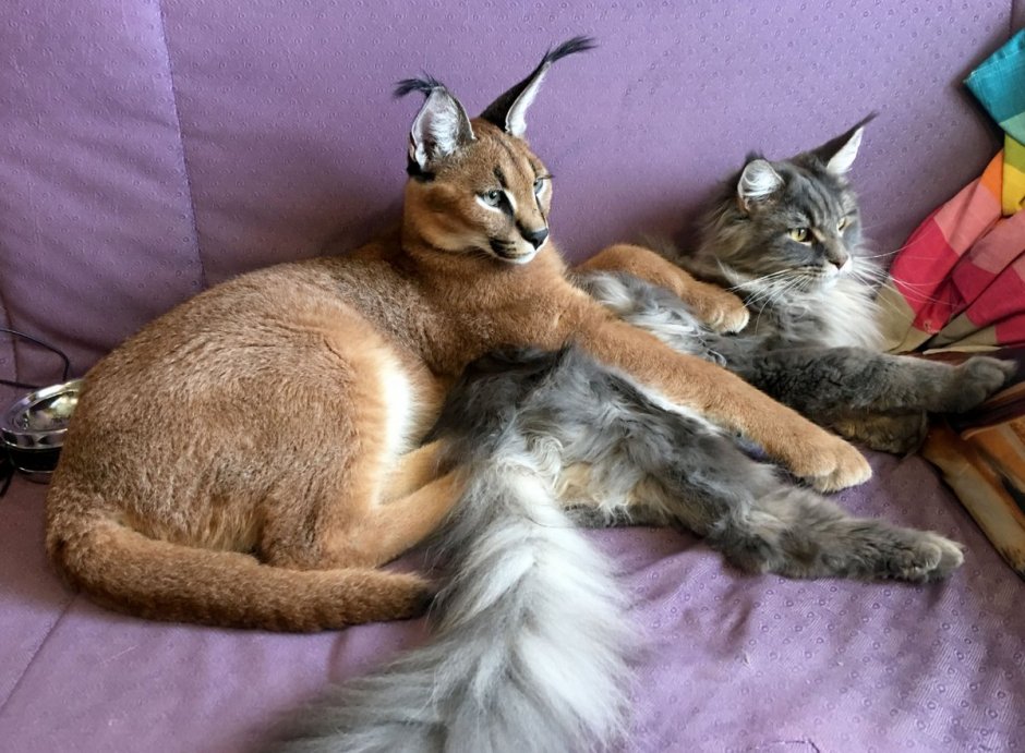 Каракал Шлепа