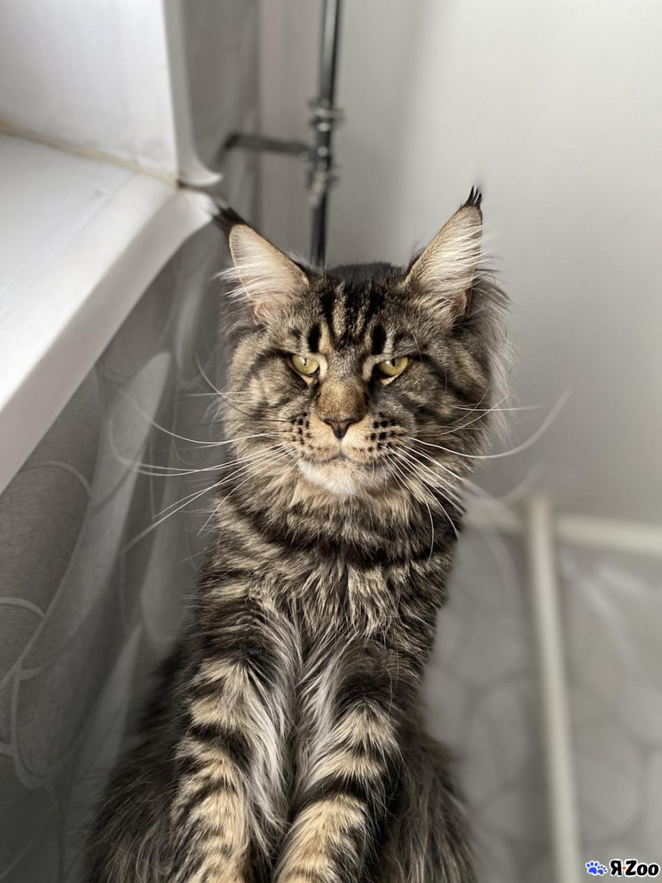 Камышовый кот и Мейн кун