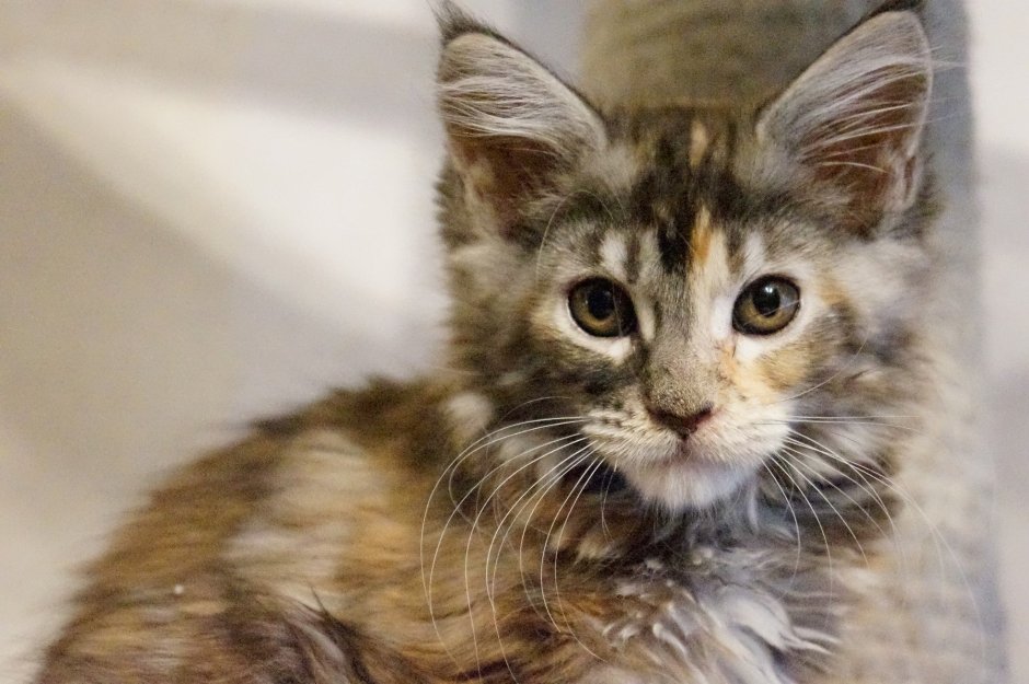 Большой нос у котёнка Мейн куна