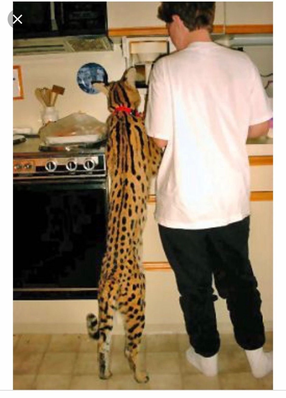 Мейн кун Ван