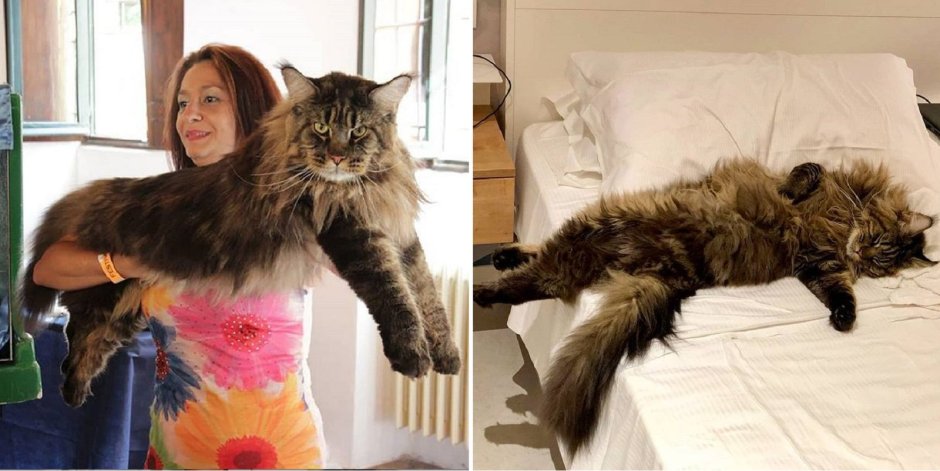 Оцелот, Саванна сервал Оцелот