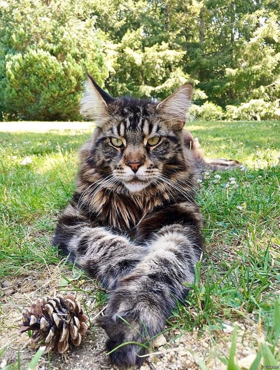 Помесь Мейн куна и норвежской Лесной кошки