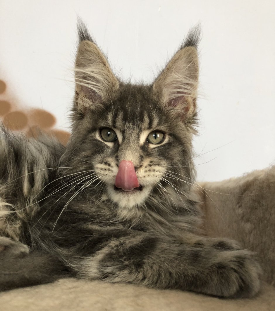 Вибриссы у Мейн кунов