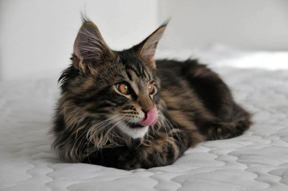 Камышовый кот и Мейн кун