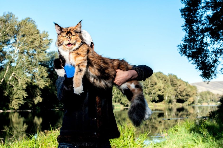 Мейн кун и Ориентал