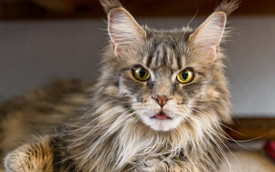 Манчук взрослые коты