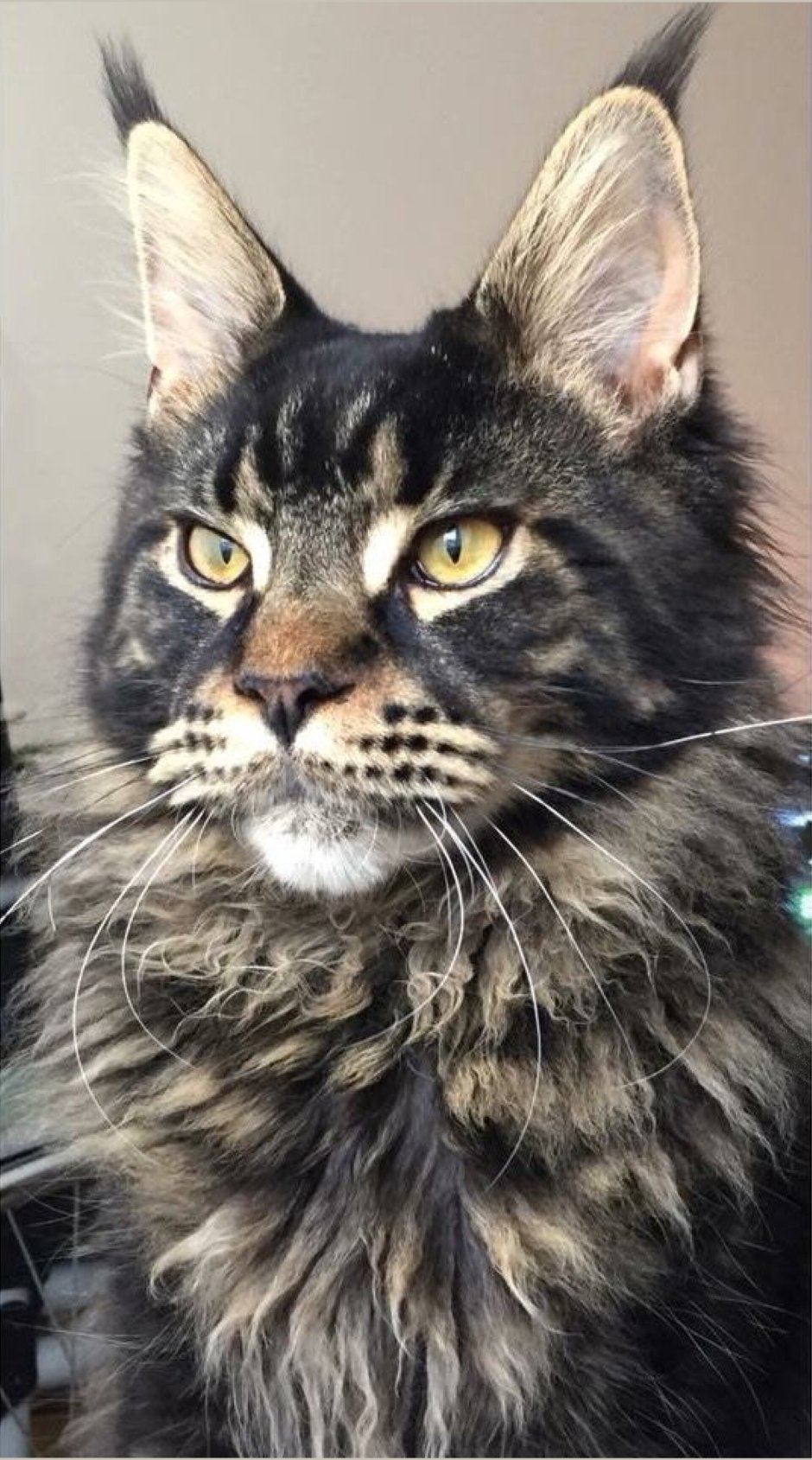 Камышовый кот и Мейн кун