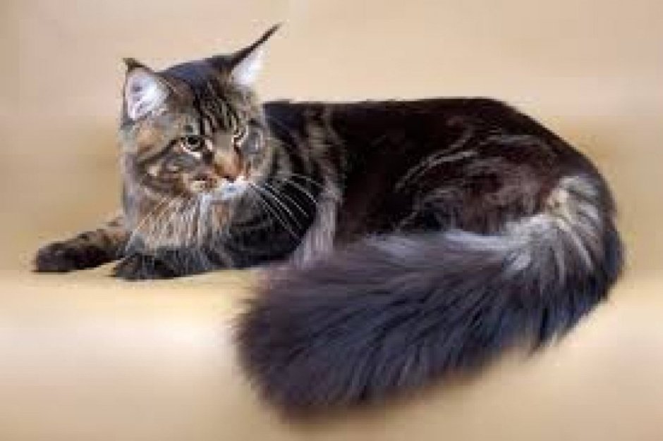 Мейн кун рыжий