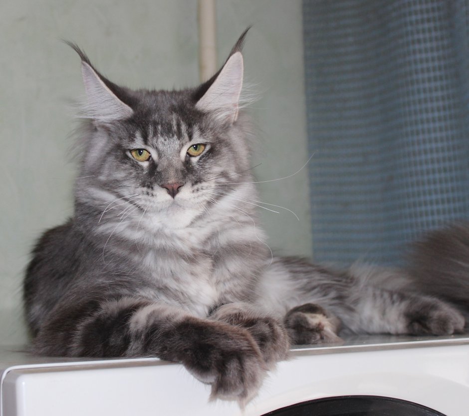 Мейн кун черный тигровый