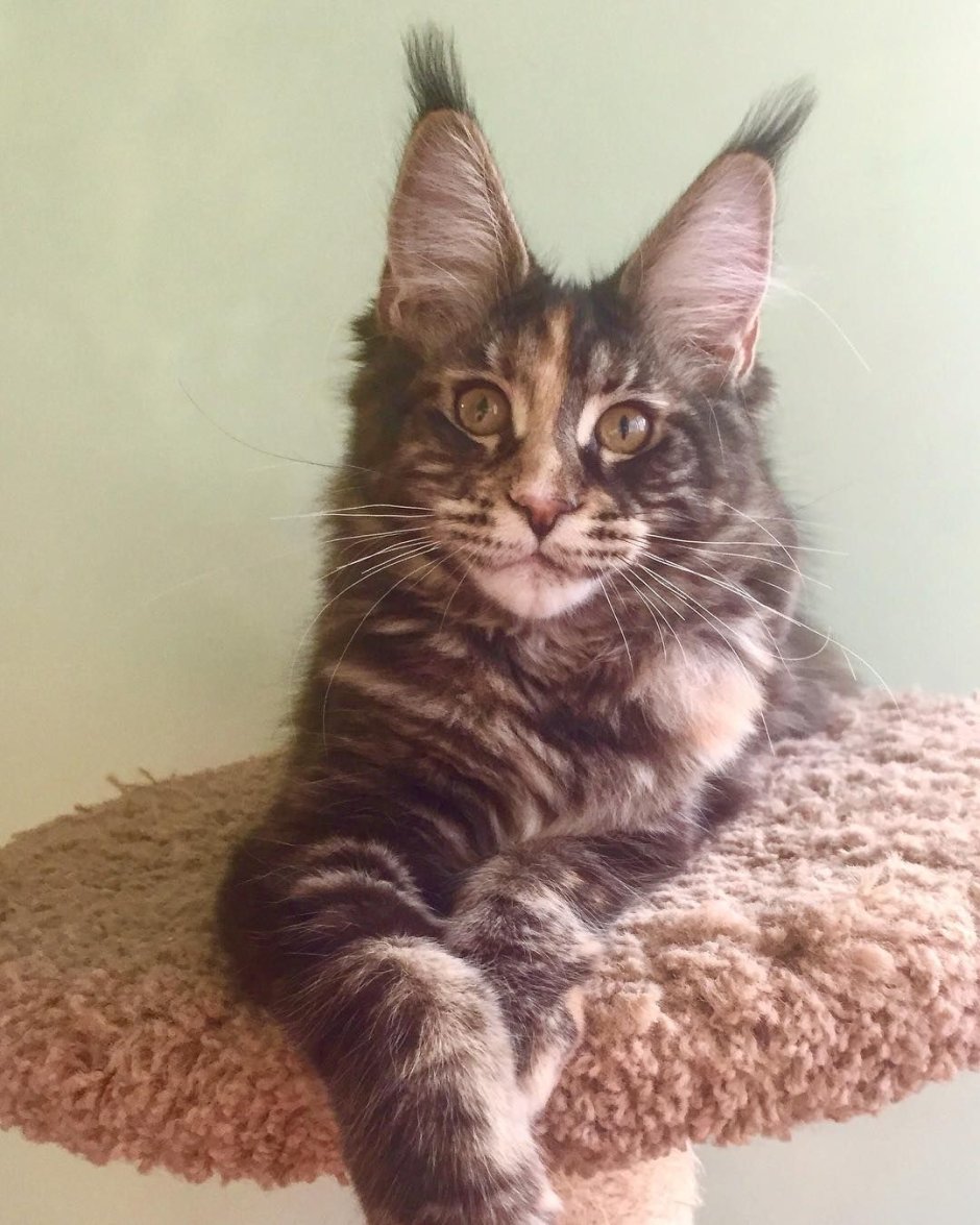 Камышовый Мейн кун