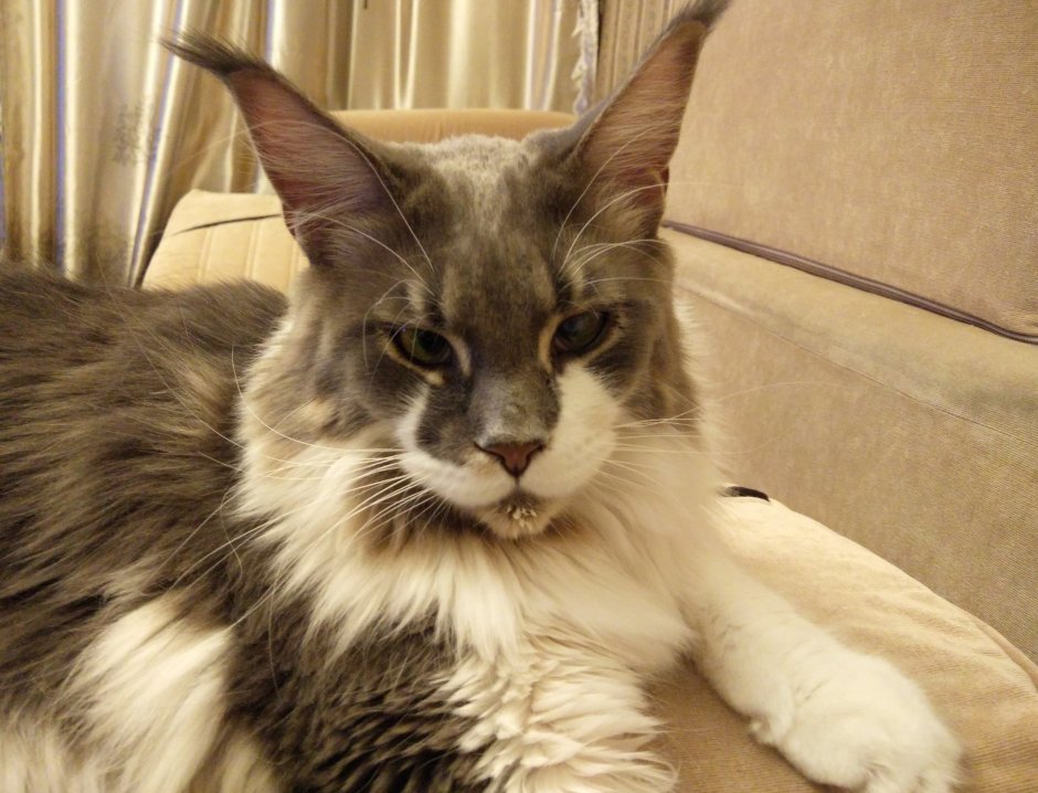 Китайская Гобийская кошка