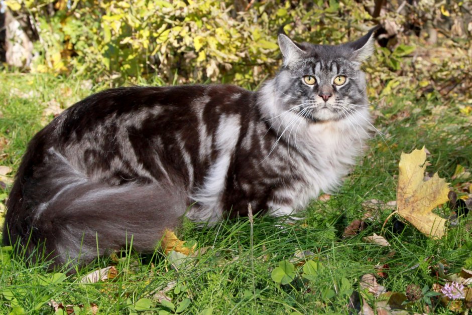 Мейн кун тигровый окрас