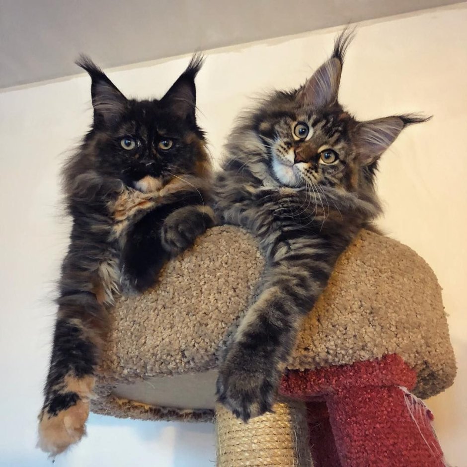 Смешные фото котов Мейн кунов