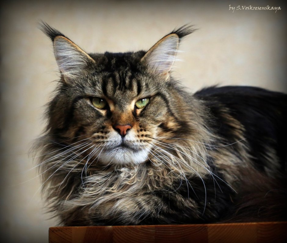 Мейн кун 50 кг