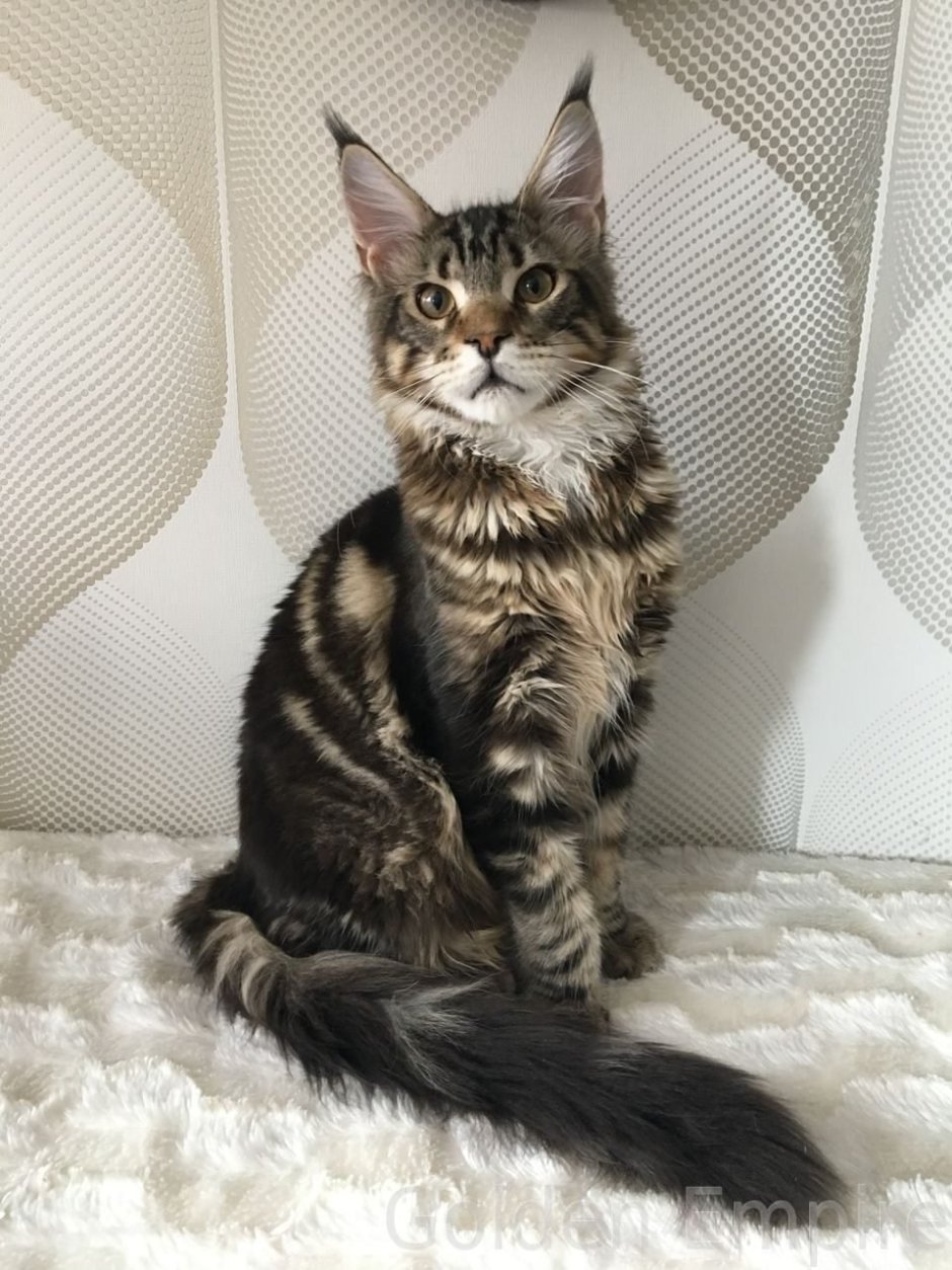 Мейн куны и обычные коты