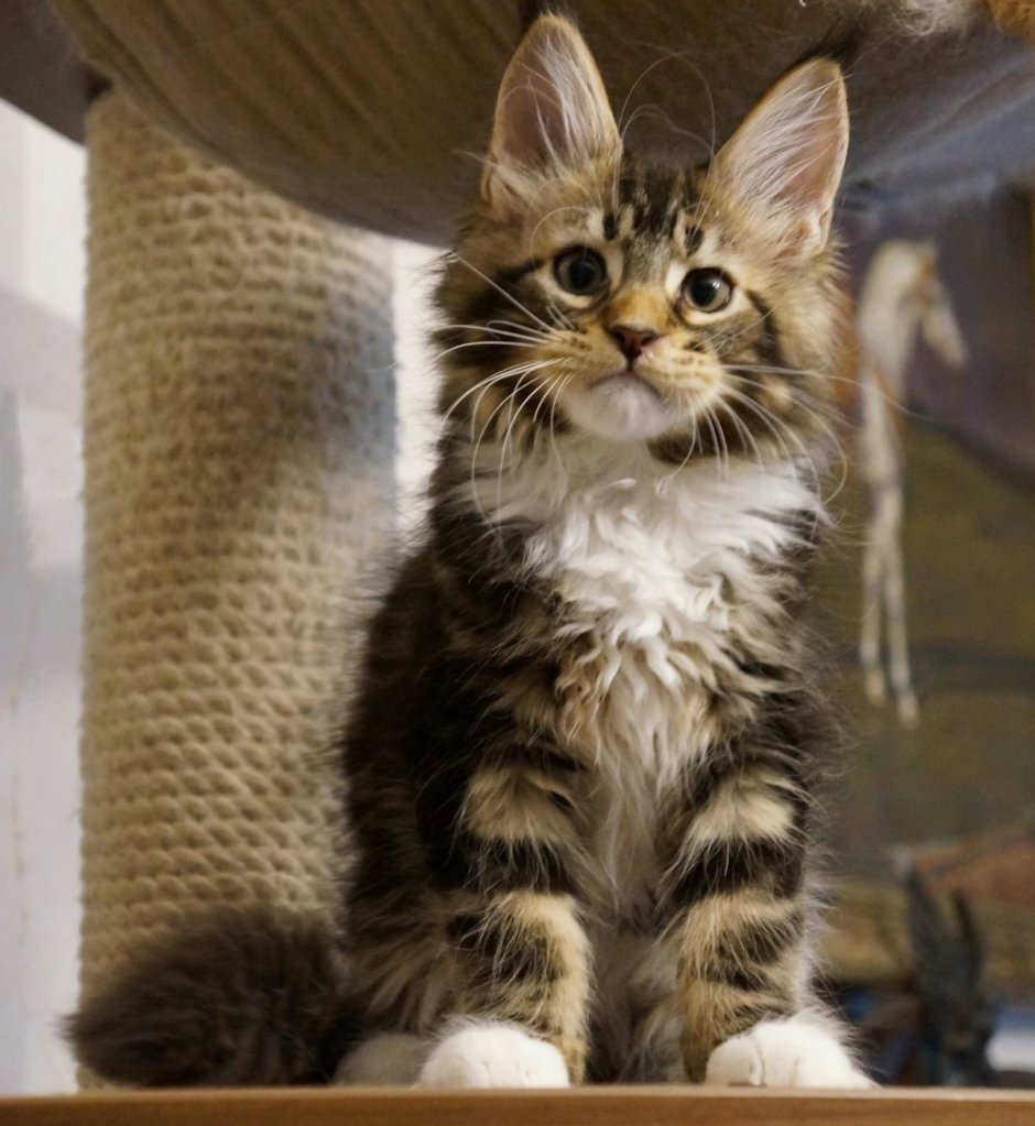 Камышовый кот и Мейн кун