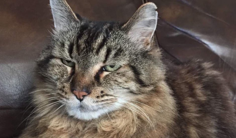 Мейн кун n22 фото