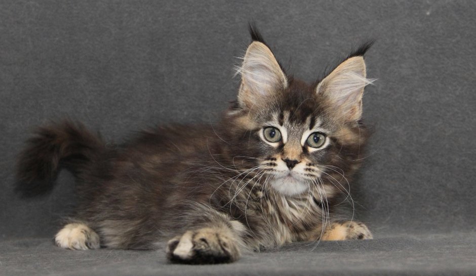 Мейн кун енотовидная кошка