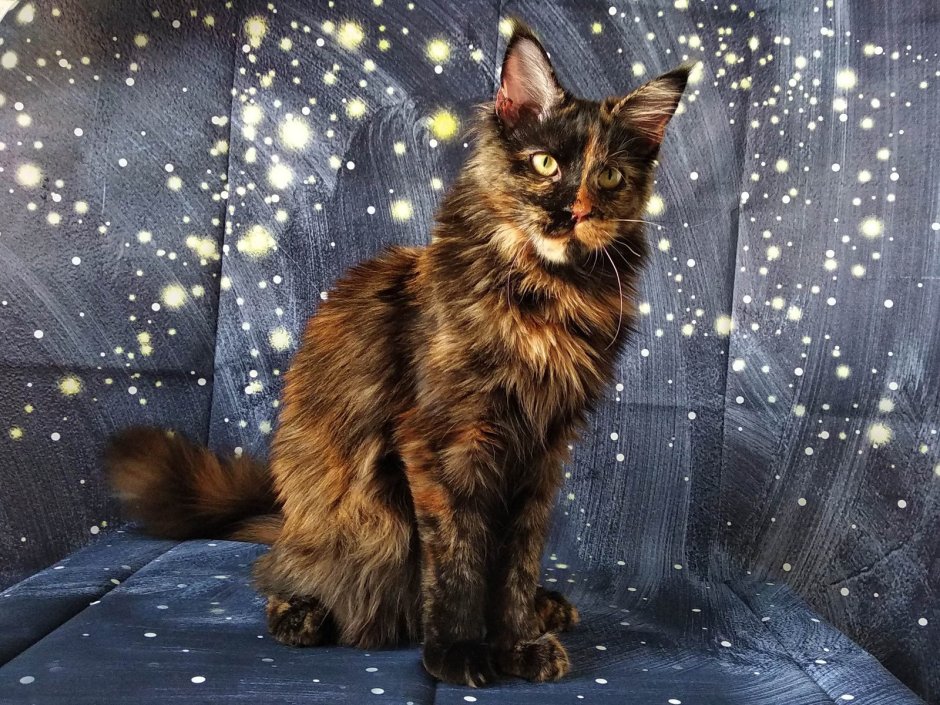 Котята Мейн-куна в добрые