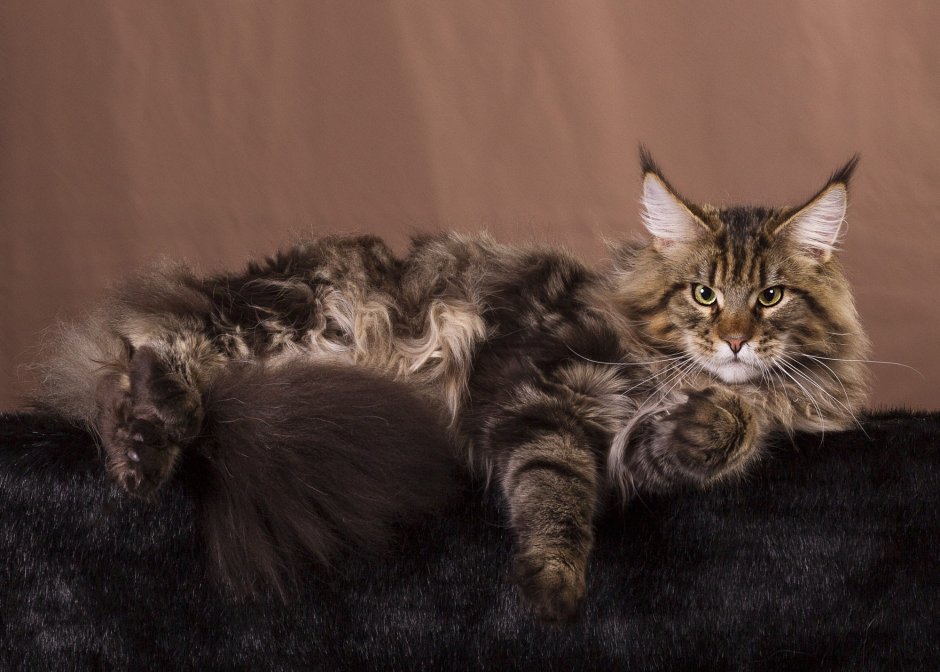 Камышовый кот и Мейн кун