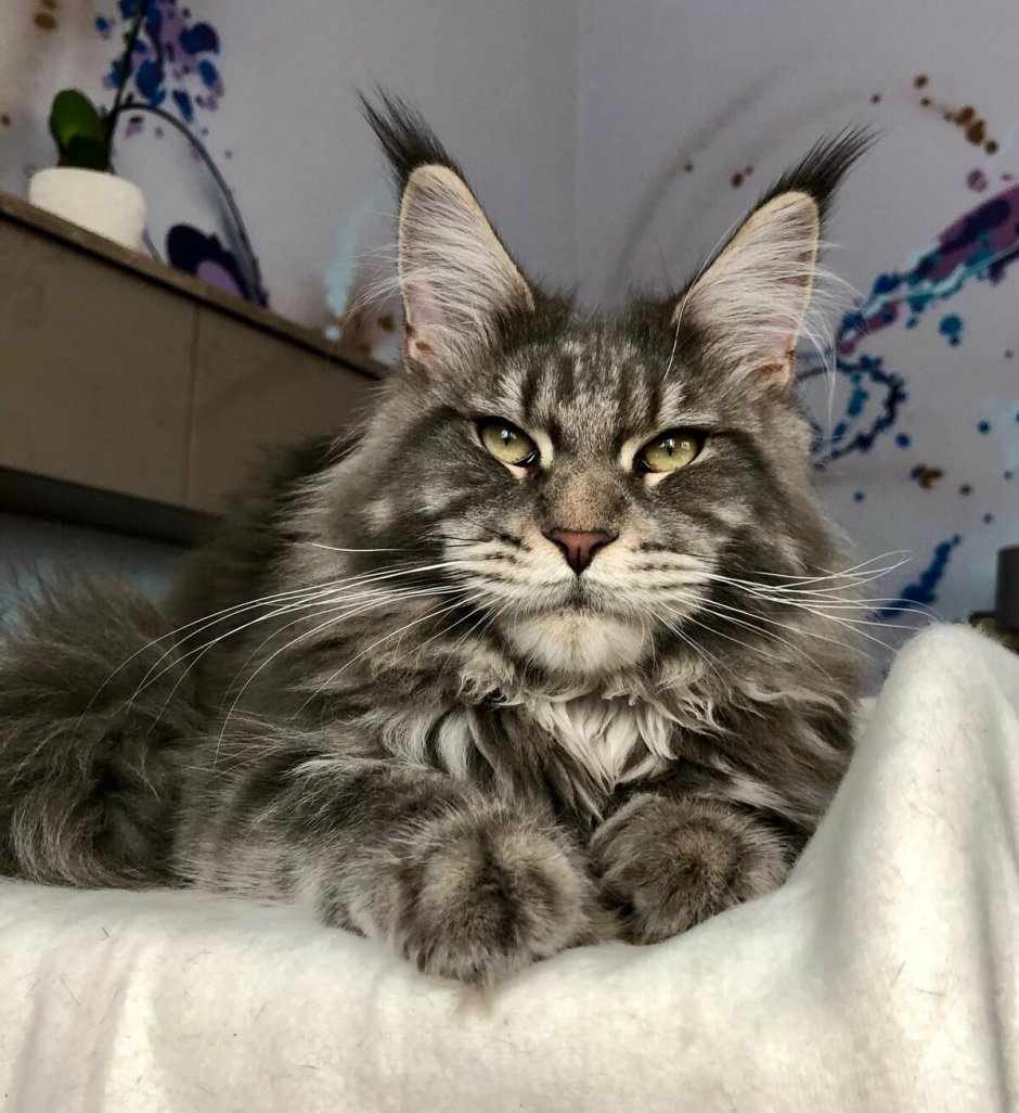 Метис Мейн куна и бенгала