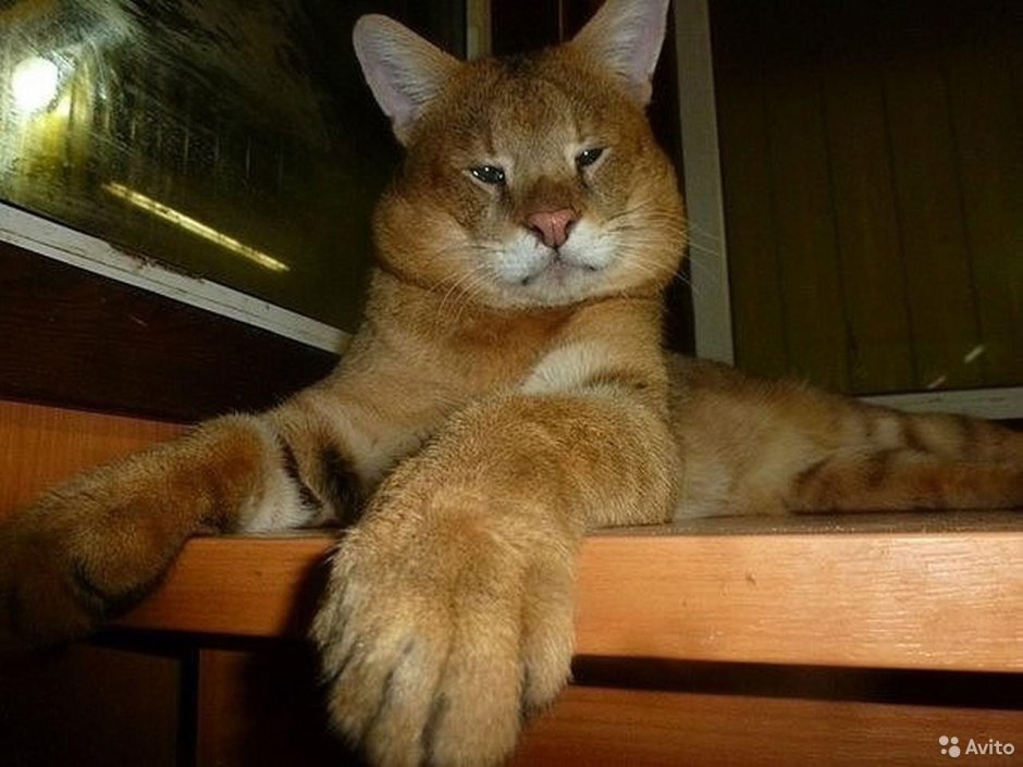 Баривель кот