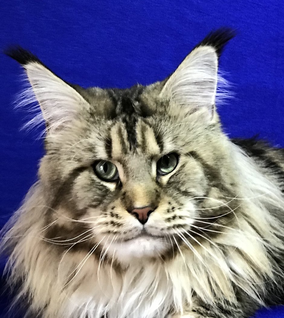 Мейн кун Валькирия