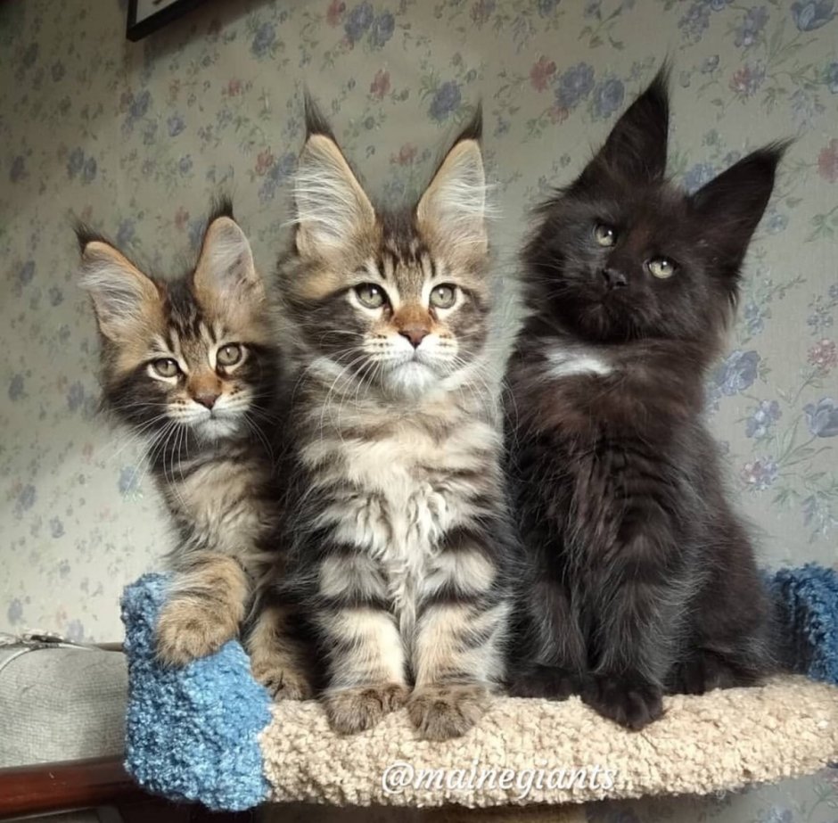 Рысь и Мейн кун